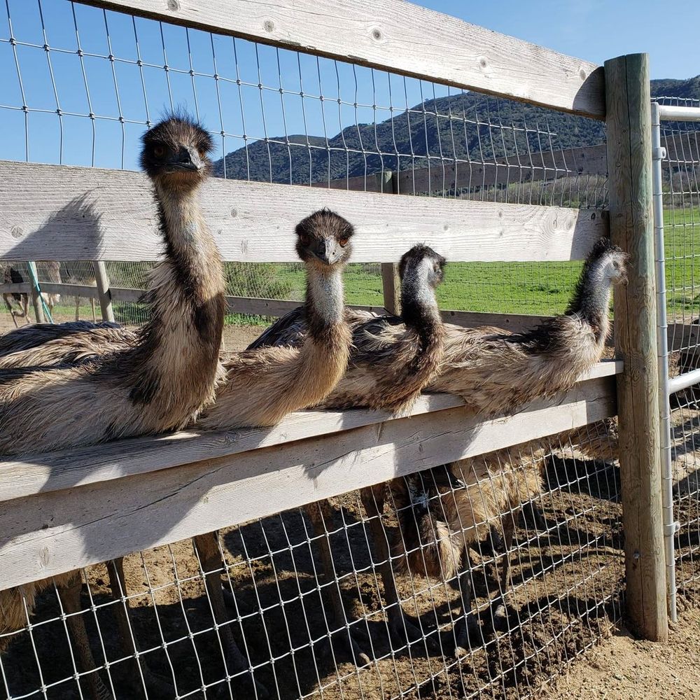 Meet your Posher, Sana